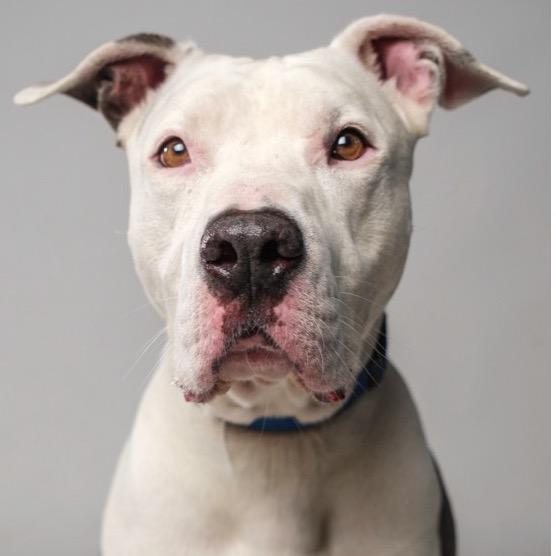 Bubba, Adoptable, Senior Male Pit Bull Terrier.