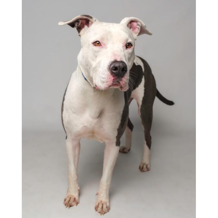 Enlarge Bubba, a Adoptable Pit Bull Terrier in Palm Springs, CA image 2/3