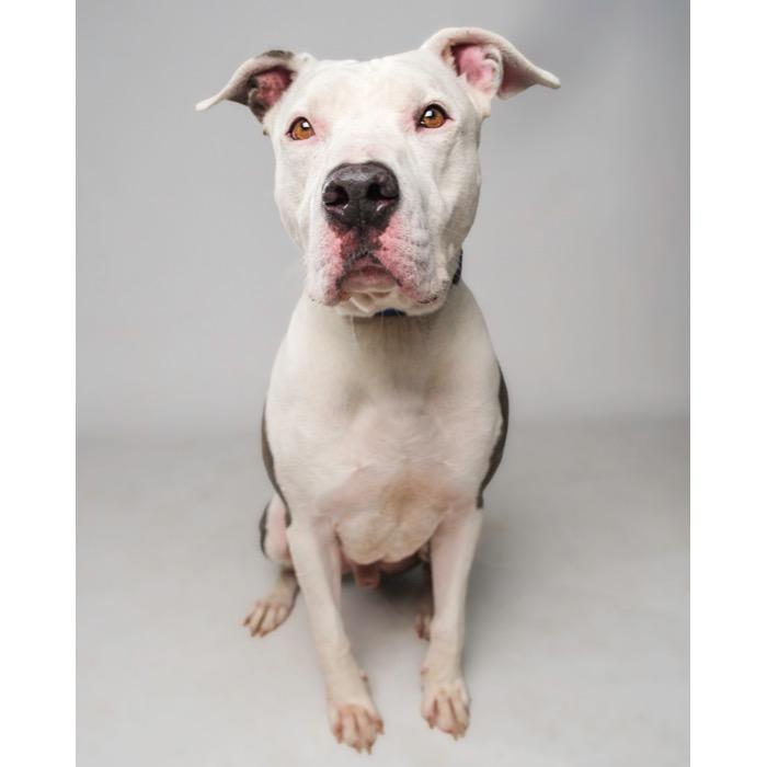 Enlarge Bubba, a Adoptable Pit Bull Terrier in Palm Springs, CA image 3/3