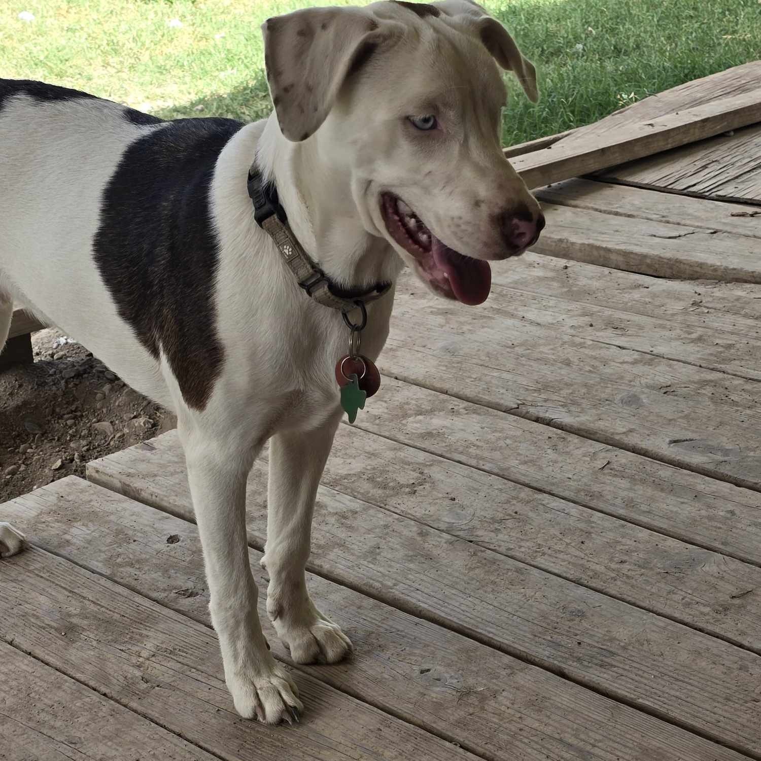 Dog for adoption Snickers, a Catahoula Leopard Dog & Terrier Mix in