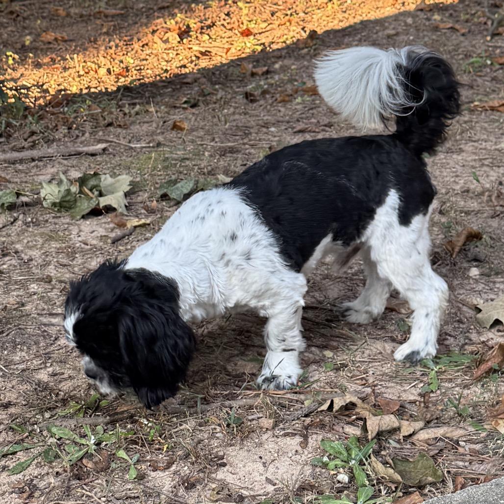 Flip, Adoptable, Young Male Shih Tzu.