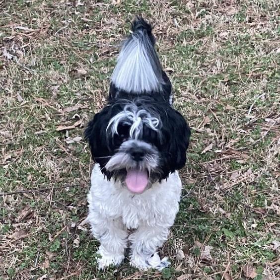Enlarge Flip, a Adoptable Shih Tzu in Fayetteville, GA image 2/4