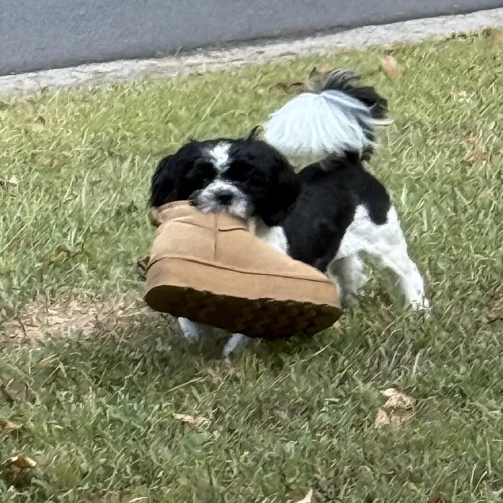 Enlarge Flip, a Adoptable Shih Tzu in Fayetteville, GA image 3/4
