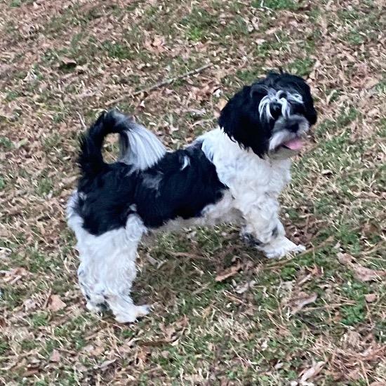 Enlarge Flip, a Adoptable Shih Tzu in Fayetteville, GA image 4/4