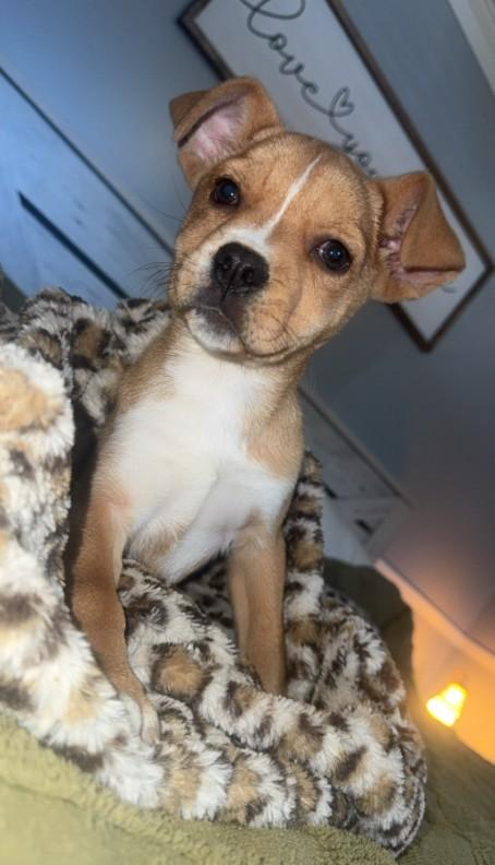 Zoey, a ADOPTABLE mixed breed in Baton Rouge, LA image 4/4