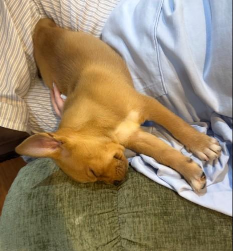 Zoey, a ADOPTABLE mixed breed in Baton Rouge, LA image 2/4
