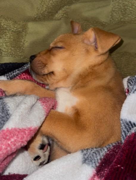 Zoey, a ADOPTABLE mixed breed in Baton Rouge, LA image 3/4