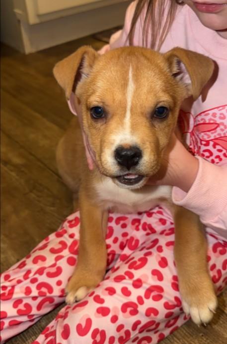 Zoey, a ADOPTABLE mixed breed in Baton Rouge, LA image 1/4