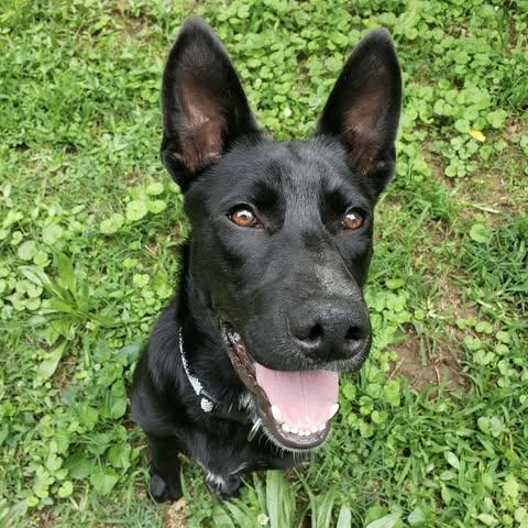 Dozer, a Adoptable German Shepherd Dog in Fairfax, VA image 6/6