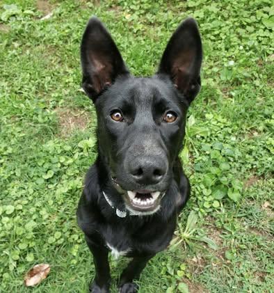 Dozer, a Adoptable German Shepherd Dog in Fairfax, VA image 4/6