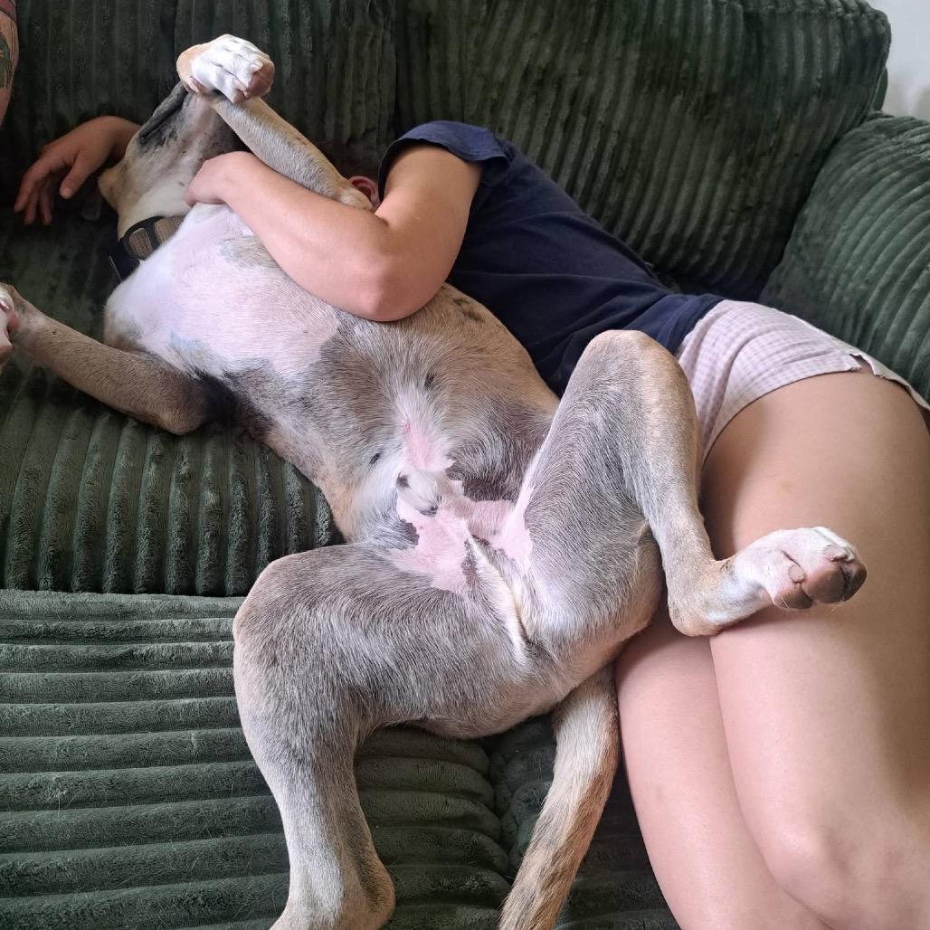 Hank, a Adoptable mixed breed in Normal, IL image 1/6