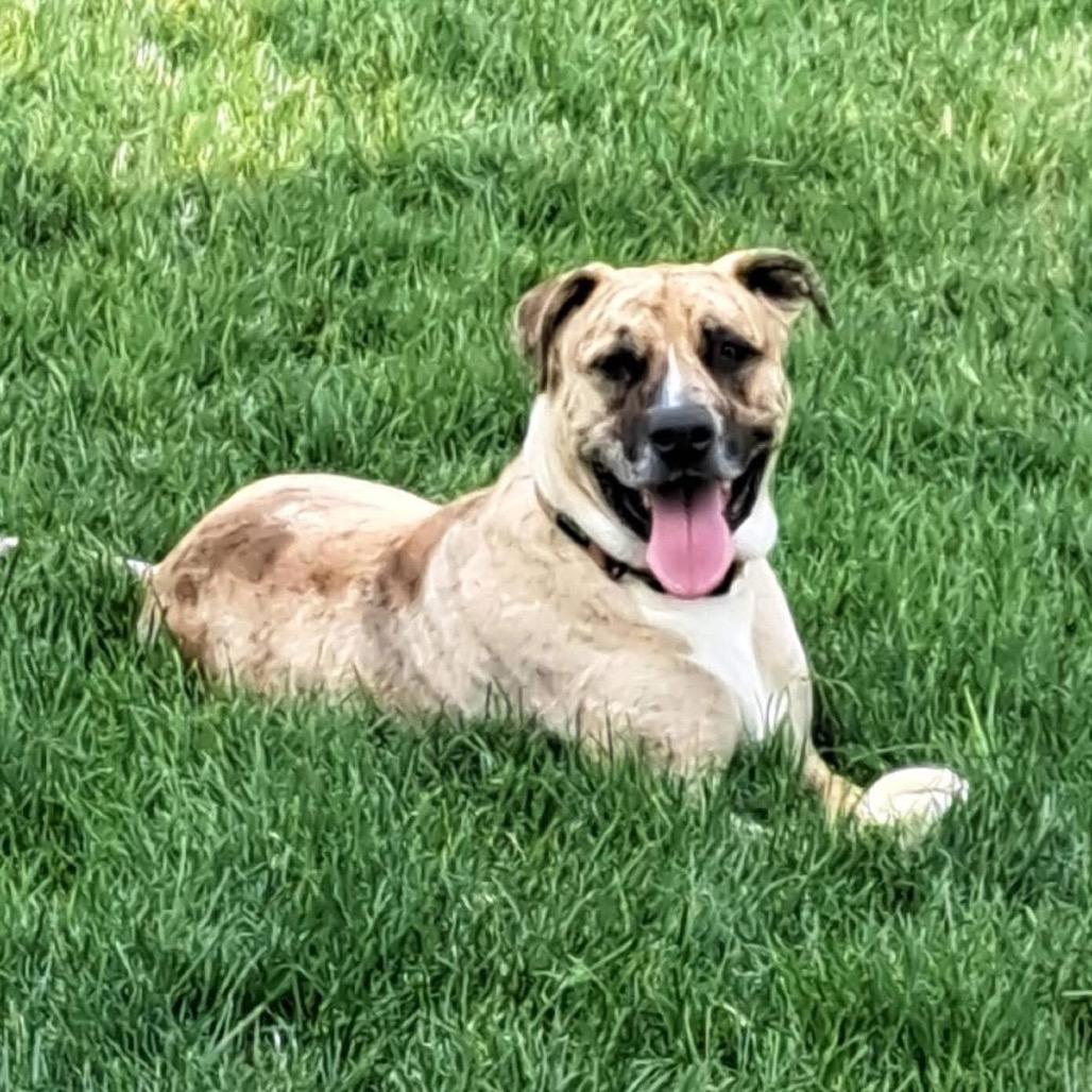 Hank, a Adoptable mixed breed in Normal, IL image 2/6