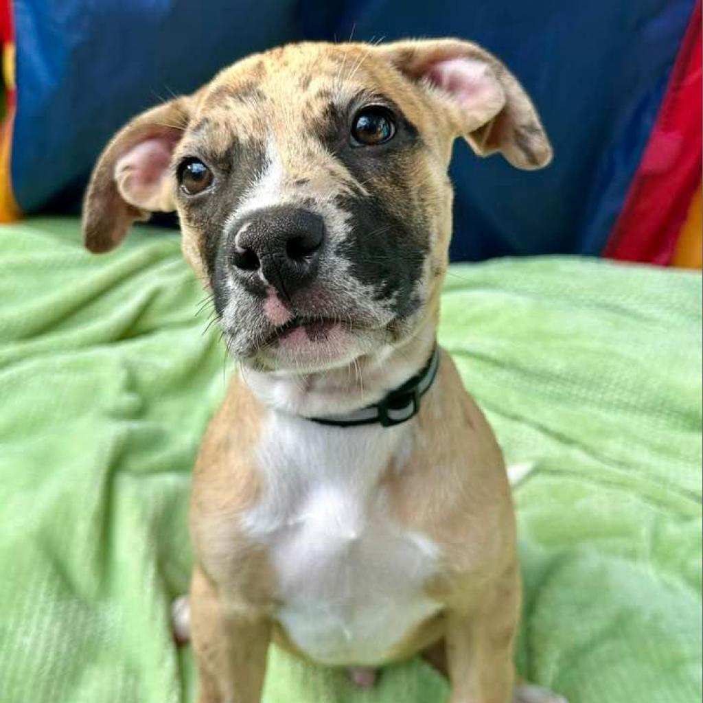 Hank, Adoptable, Adult Male Catahoula Leopard Dog.