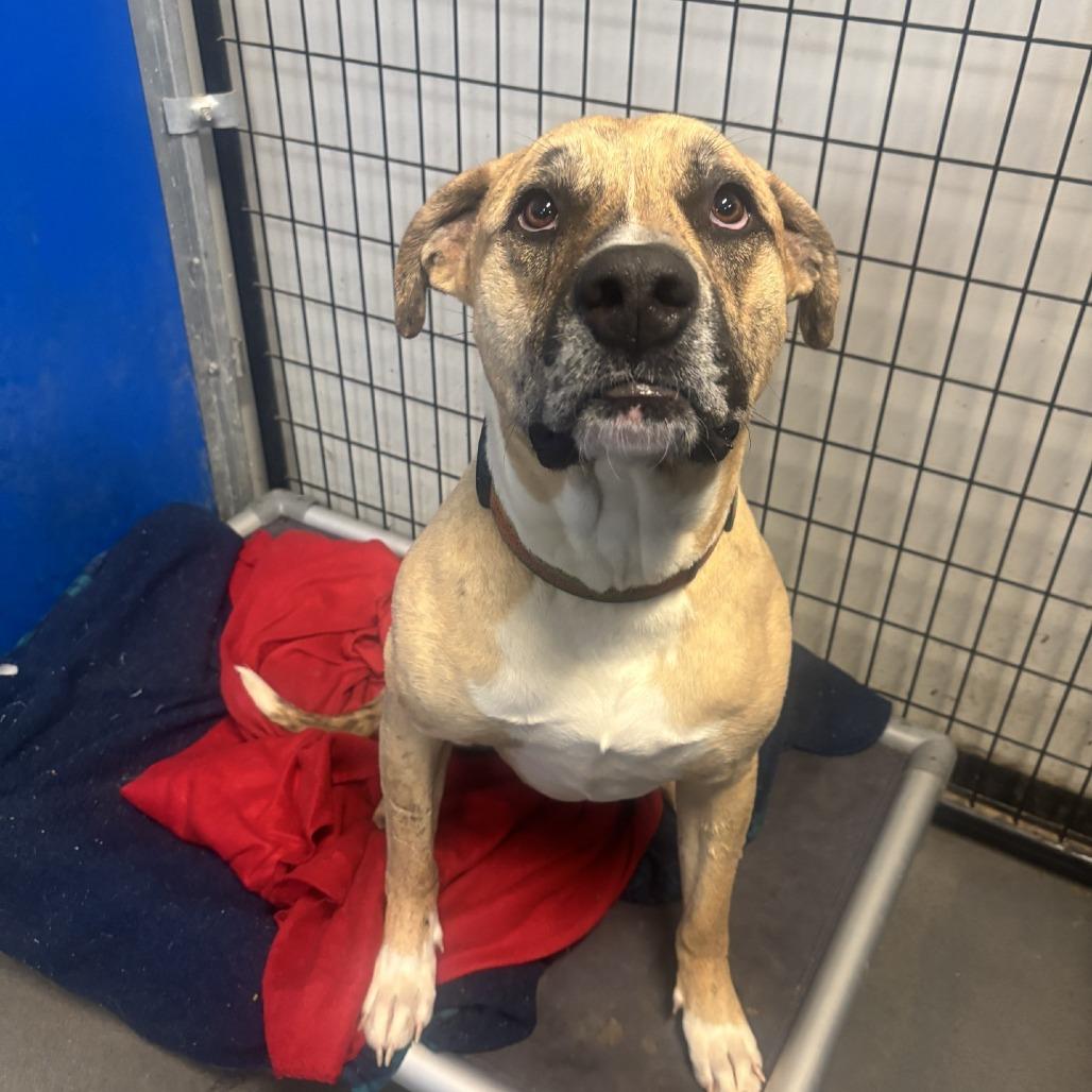 Enlarge Hank, a Adoptable mixed breed in Normal, IL image 2/4