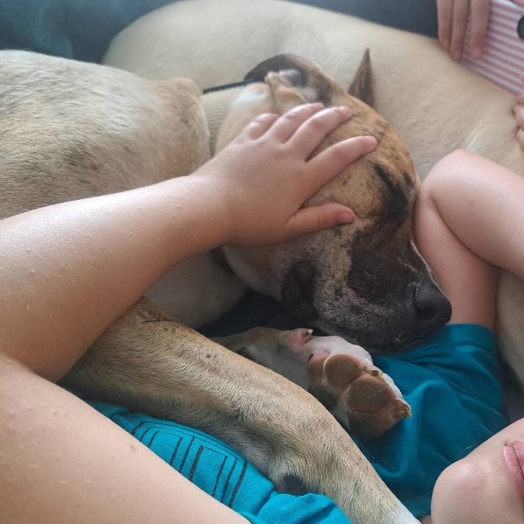 Hank, a Adoptable mixed breed in Normal, IL image 5/6