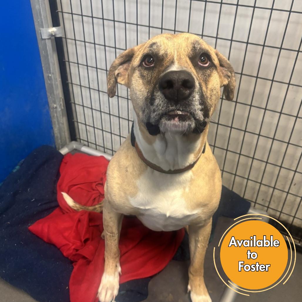 Enlarge Hank, a Adoptable mixed breed in Normal, IL image 3/4