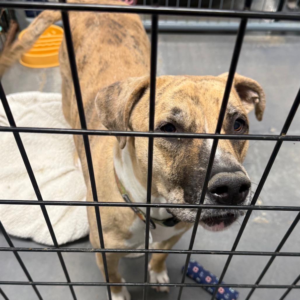 Enlarge Hank, a Adoptable mixed breed in Normal, IL image 4/4