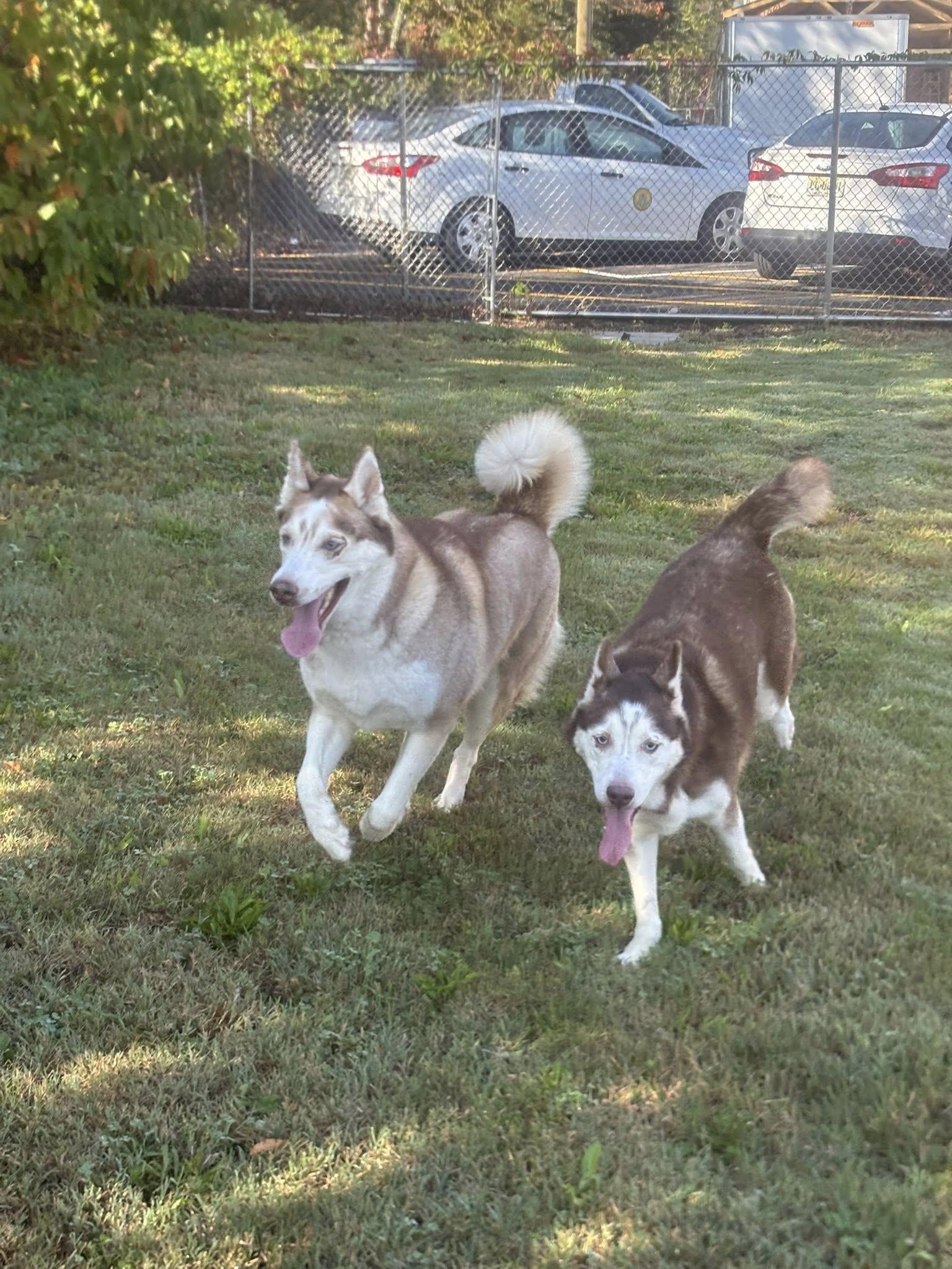 Daphne and Velma, a Adoptable Husky in Clayton, NJ image 1/4