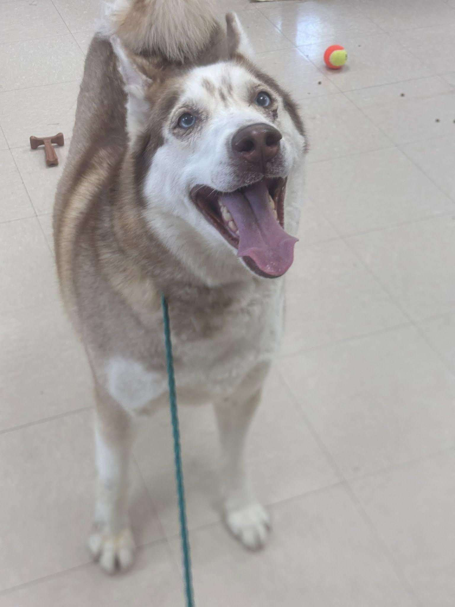 Daphne and Velma, a Adoptable Husky in Clayton, NJ image 2/4