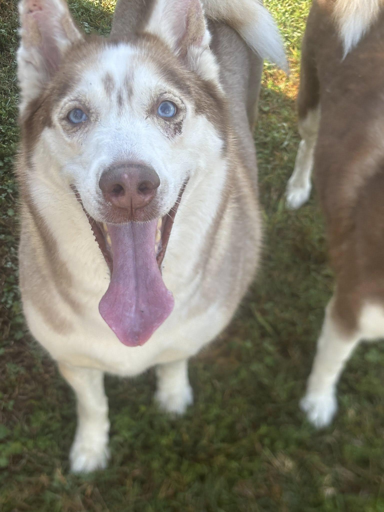 Daphne and Velma, a Adoptable Husky in Clayton, NJ image 3/4