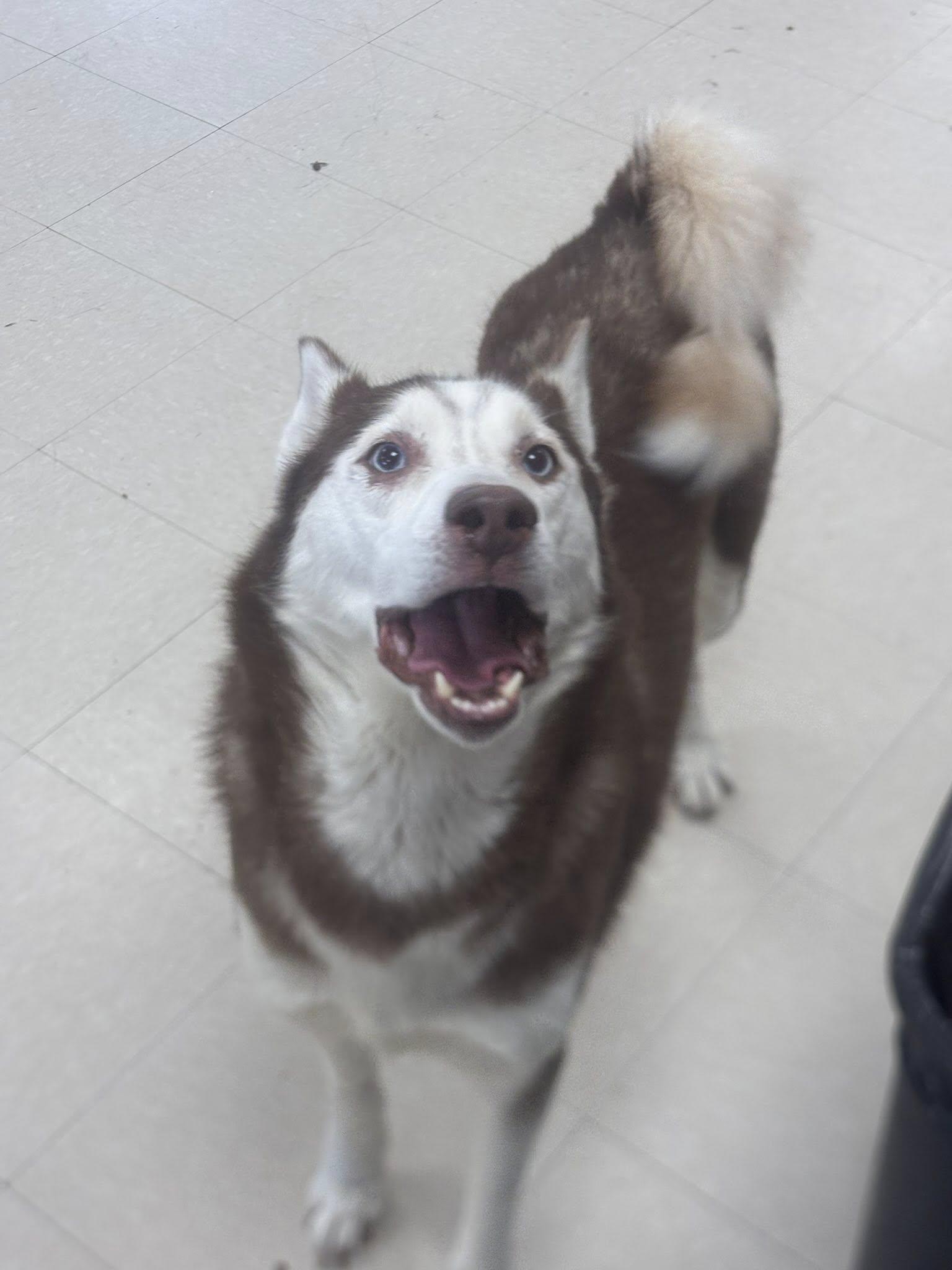 Daphne and Velma, a Adoptable Husky in Clayton, NJ image 4/4