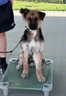 River, a ADOPTABLE mixed breed in Winchester, KY image 2/5