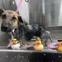 River, a ADOPTABLE mixed breed in Winchester, KY image 4/5