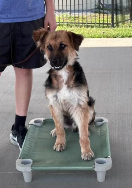 River, a ADOPTABLE mixed breed in Winchester, KY image 1/5