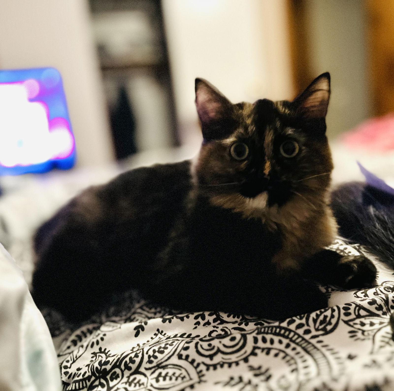 Spirit, Adoptable, Young Female Domestic Long Hair.