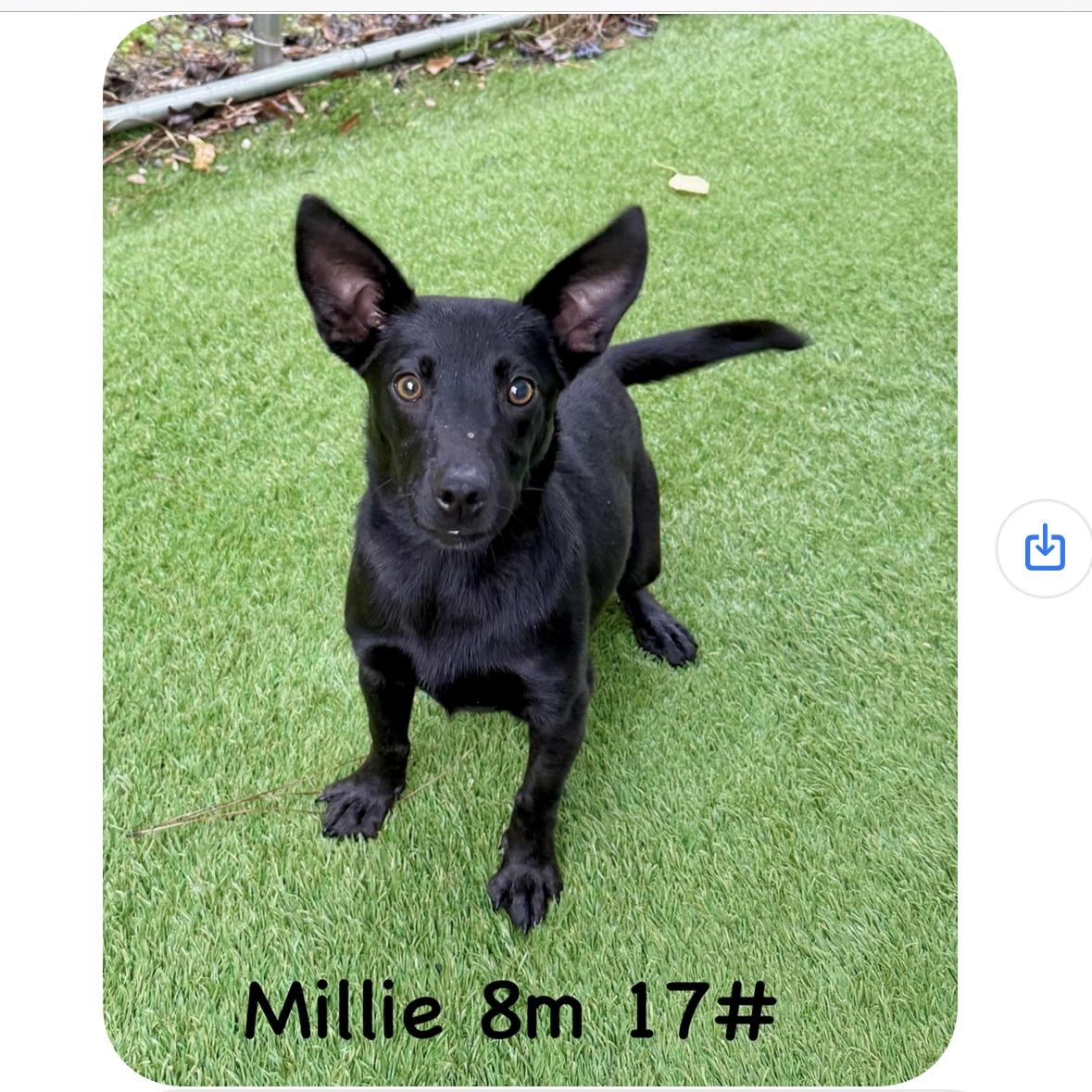 Millie, Adoptable, Puppy Female Labrador Retriever.