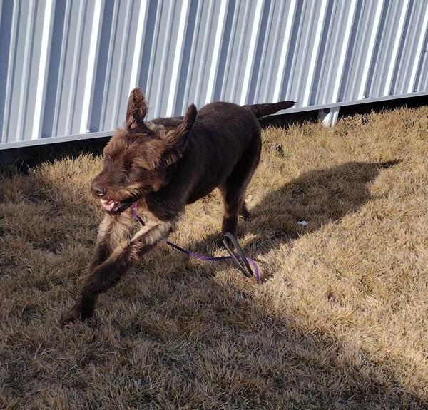Buddy 45730, Adoptable, Adult Male German Wirehaired Pointer.