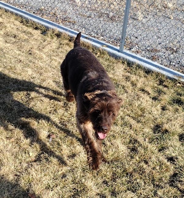 Enlarge Buddy 45730, a Adoptable mixed breed in Pocatello, ID image 2/5