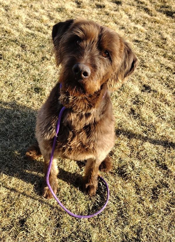 Enlarge Buddy 45730, a Adoptable mixed breed in Pocatello, ID image 3/5