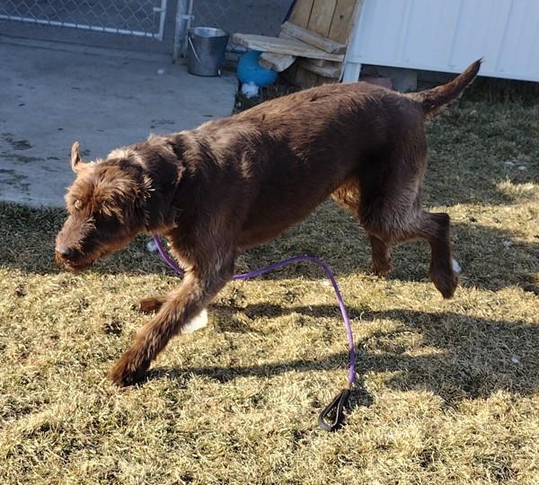 Enlarge Buddy 45730, a Adoptable mixed breed in Pocatello, ID image 5/5