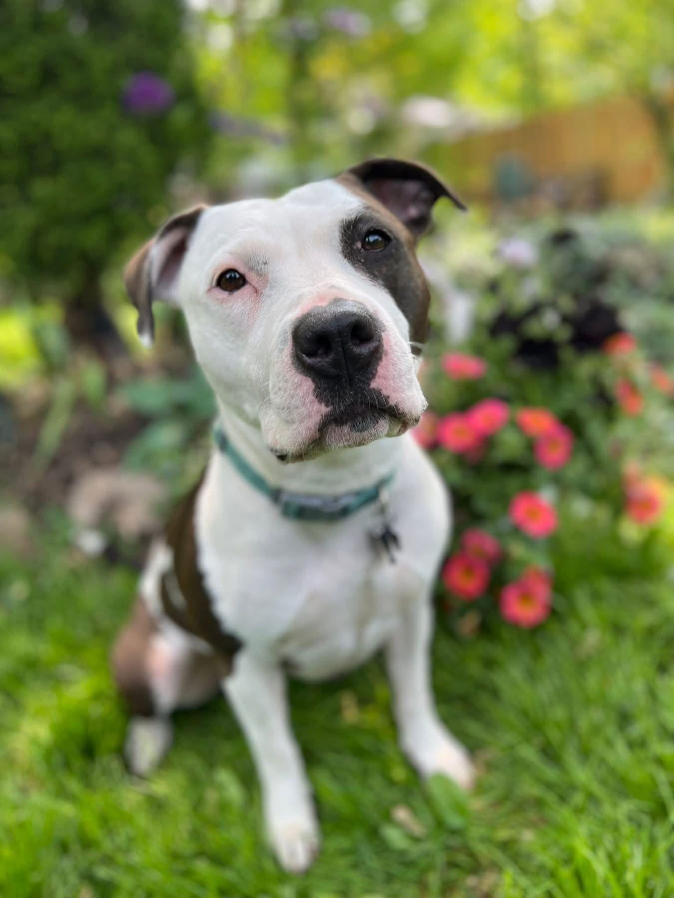 Enlarge COURTESY POST: Charlie, a Adoptable Pit Bull Terrier in Strongsville, OH image 1/2