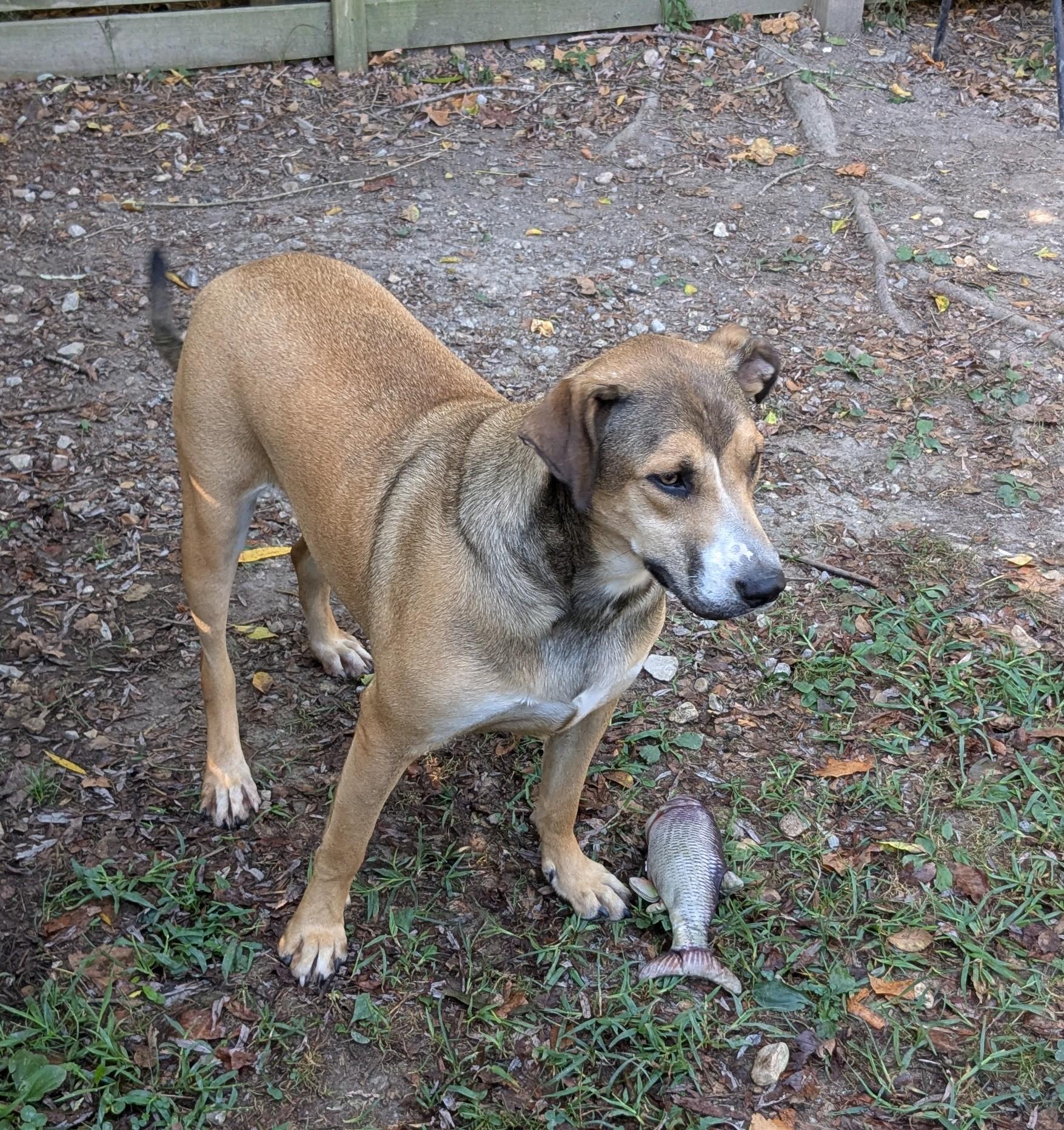 Enlarge Venus, a Adoptable mixed breed in Bella Vista, AR image 2/3
