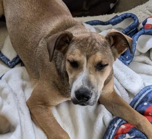 Enlarge Venus, a Adoptable mixed breed in Bella Vista, AR image 3/3