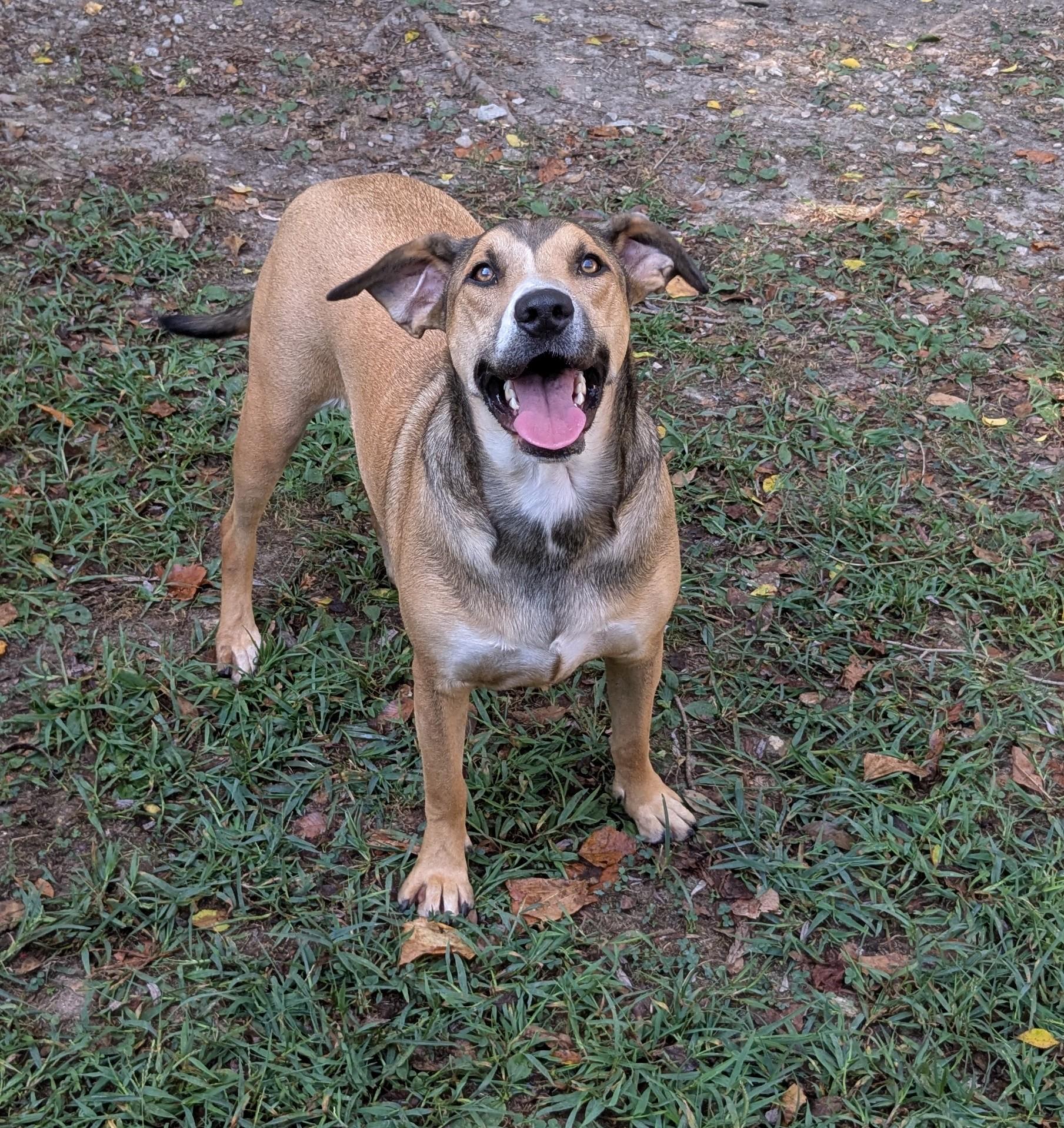 Venus, Adoptable, Young Female Mixed Breed.