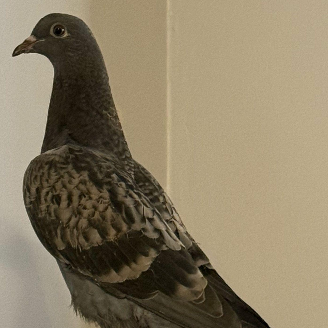 Enlarge Dustbunny, a Adoptable Pigeon in Chicago, IL image 2/3