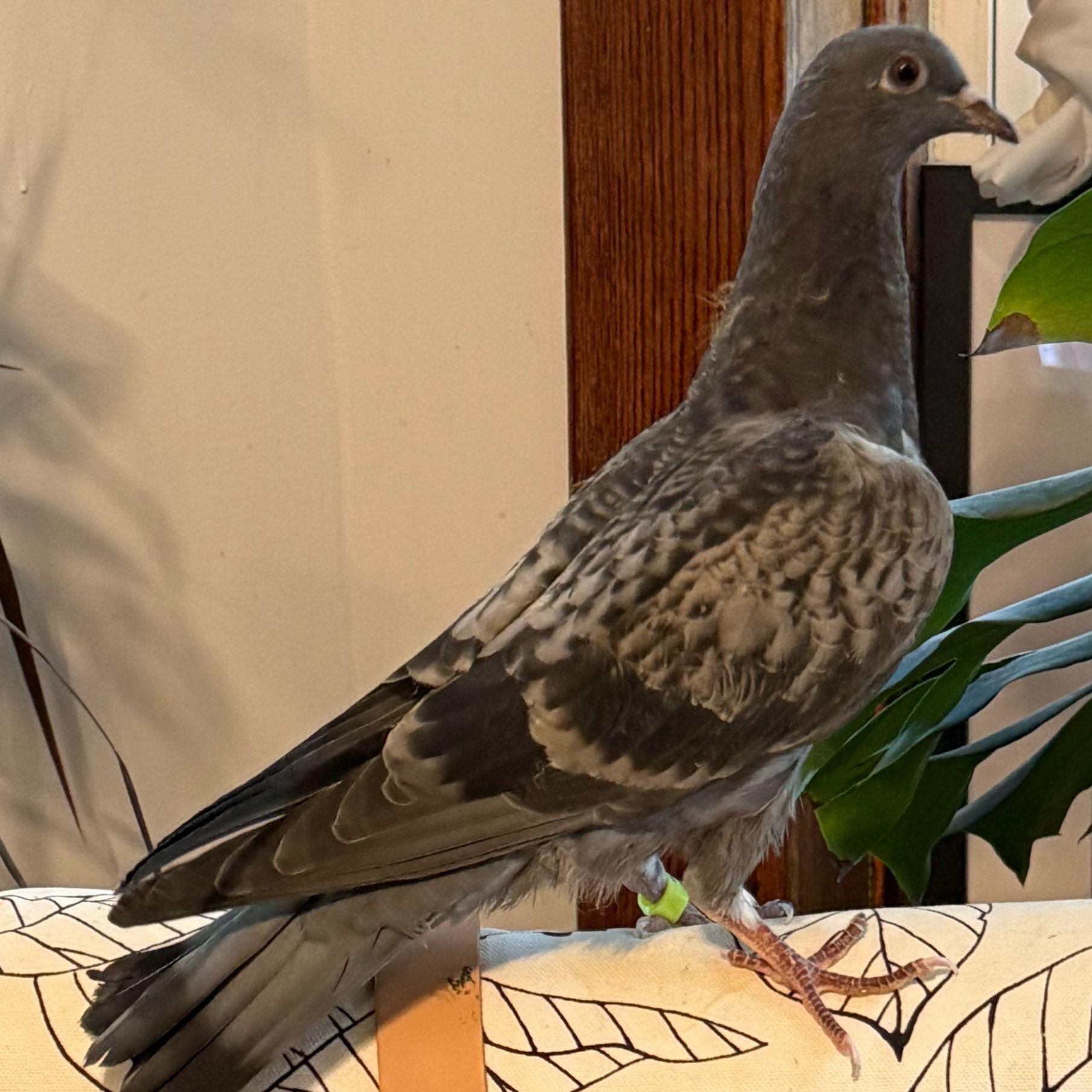 Enlarge Dustbunny, a Adoptable Pigeon in Chicago, IL image 1/3