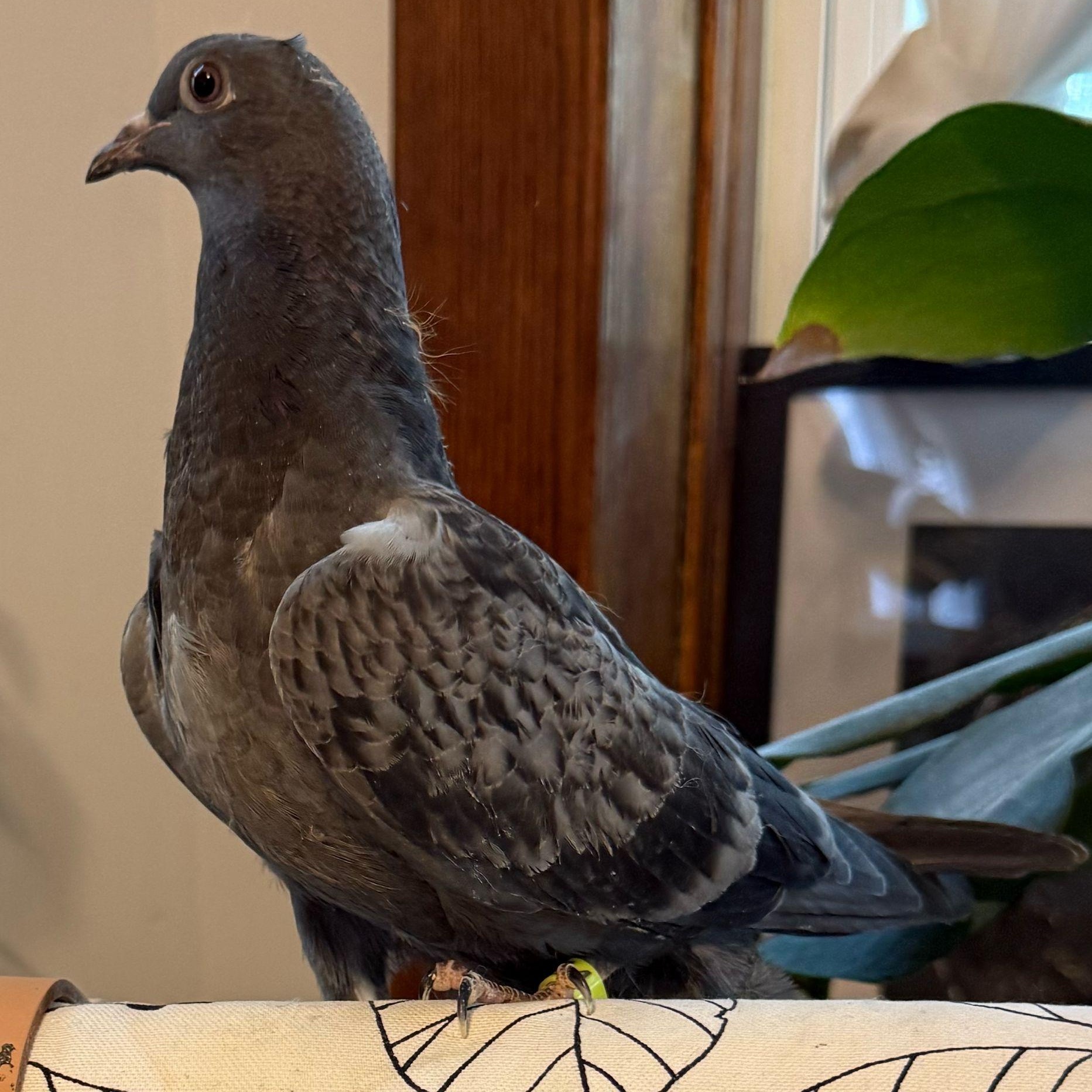 Enlarge Dustbunny, a Adoptable Pigeon in Chicago, IL image 3/3