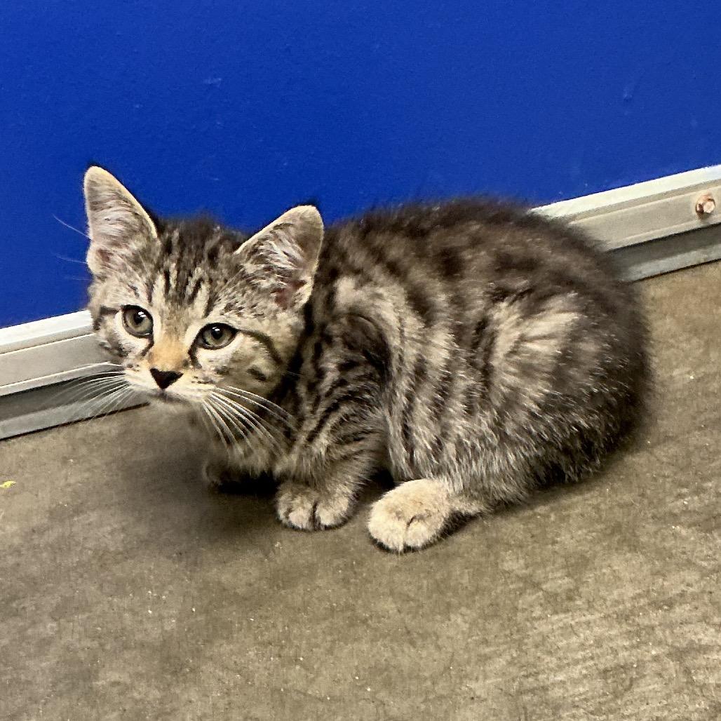 Stormy, Adoptable, Kitten Female Domestic Short Hair.