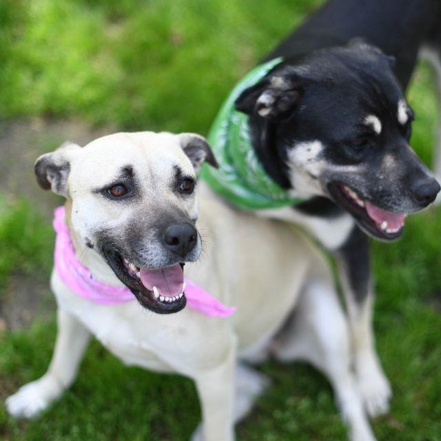 Topanga (Available in Florida), a Adoptable mixed breed in BONIFAY, FL image 4/6