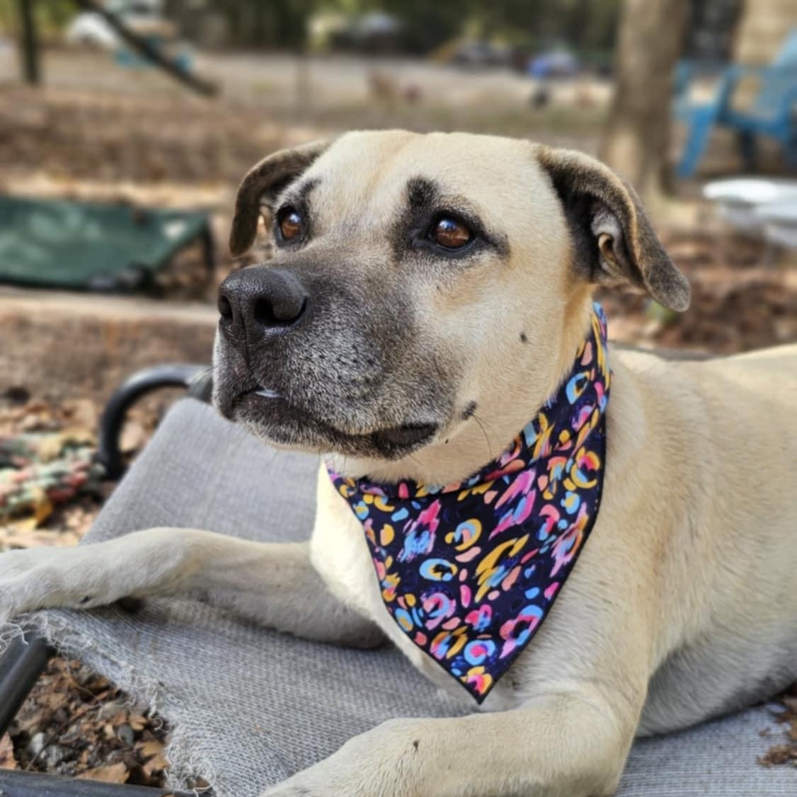 Topanga (Available in Florida), a Adoptable mixed breed in BONIFAY, FL image 2/6