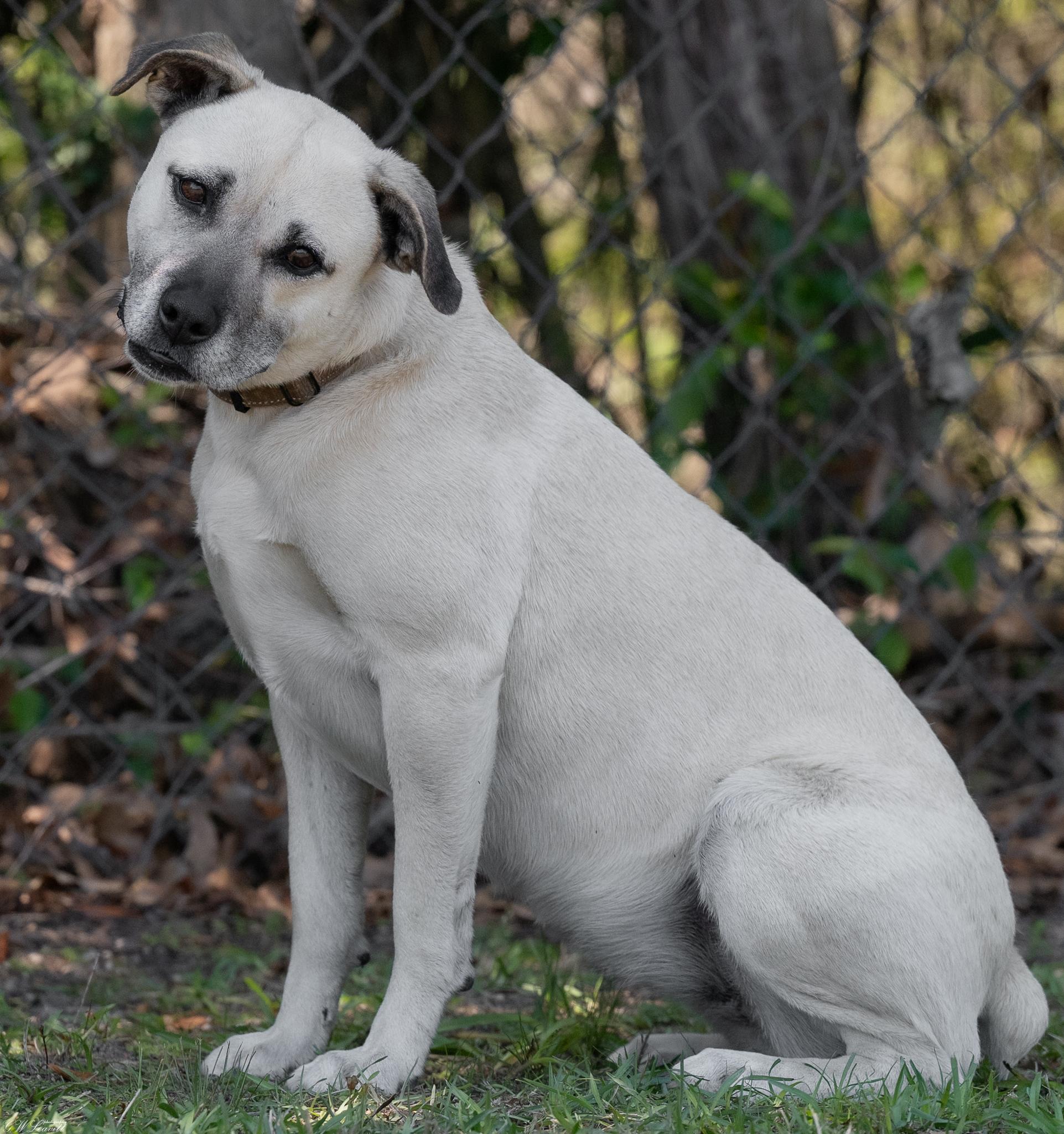 Enlarge Topanga (Available in Florida), a Adoptable mixed breed in BONIFAY, FL image 5/6