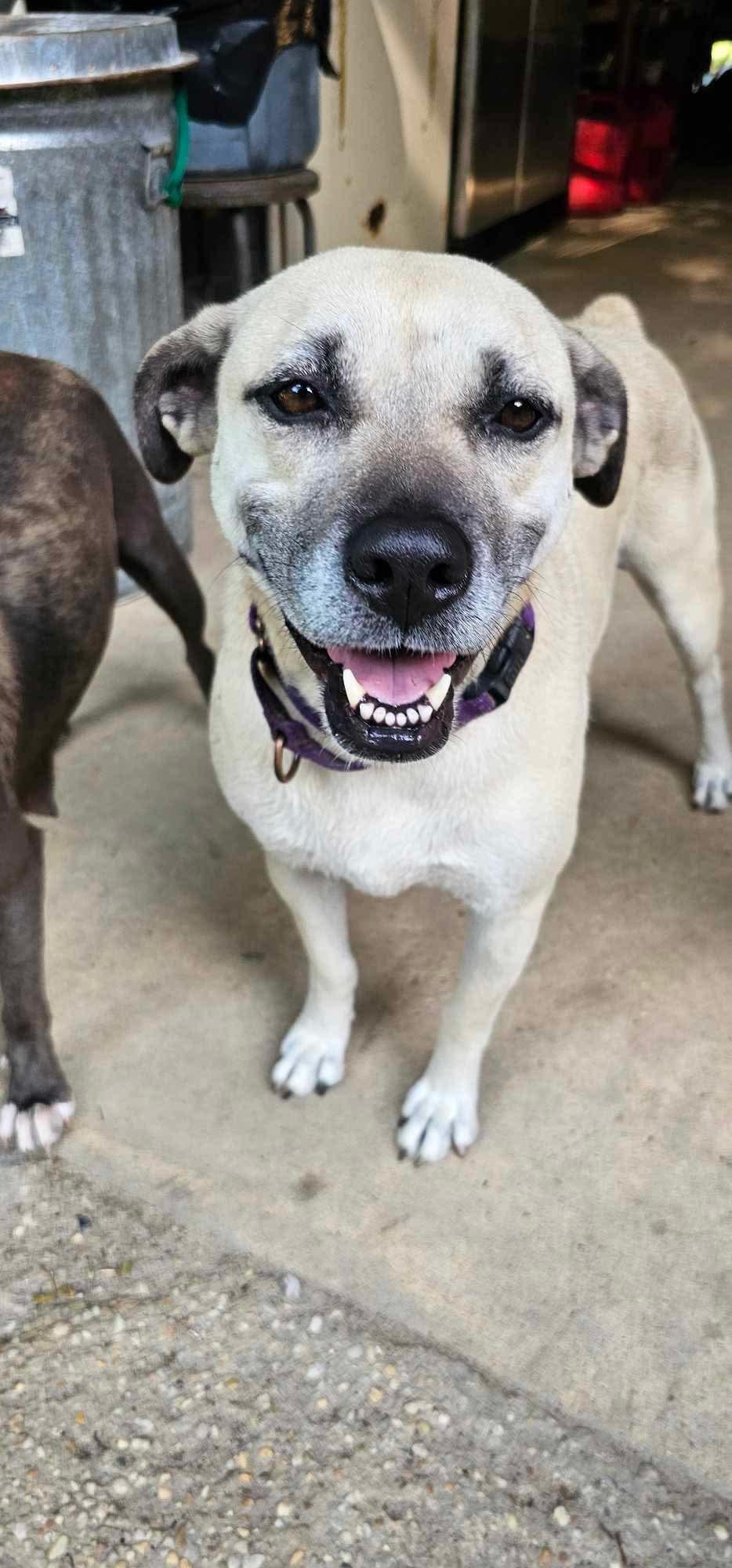 Topanga (Available in Florida), a Adoptable mixed breed in BONIFAY, FL image 5/6