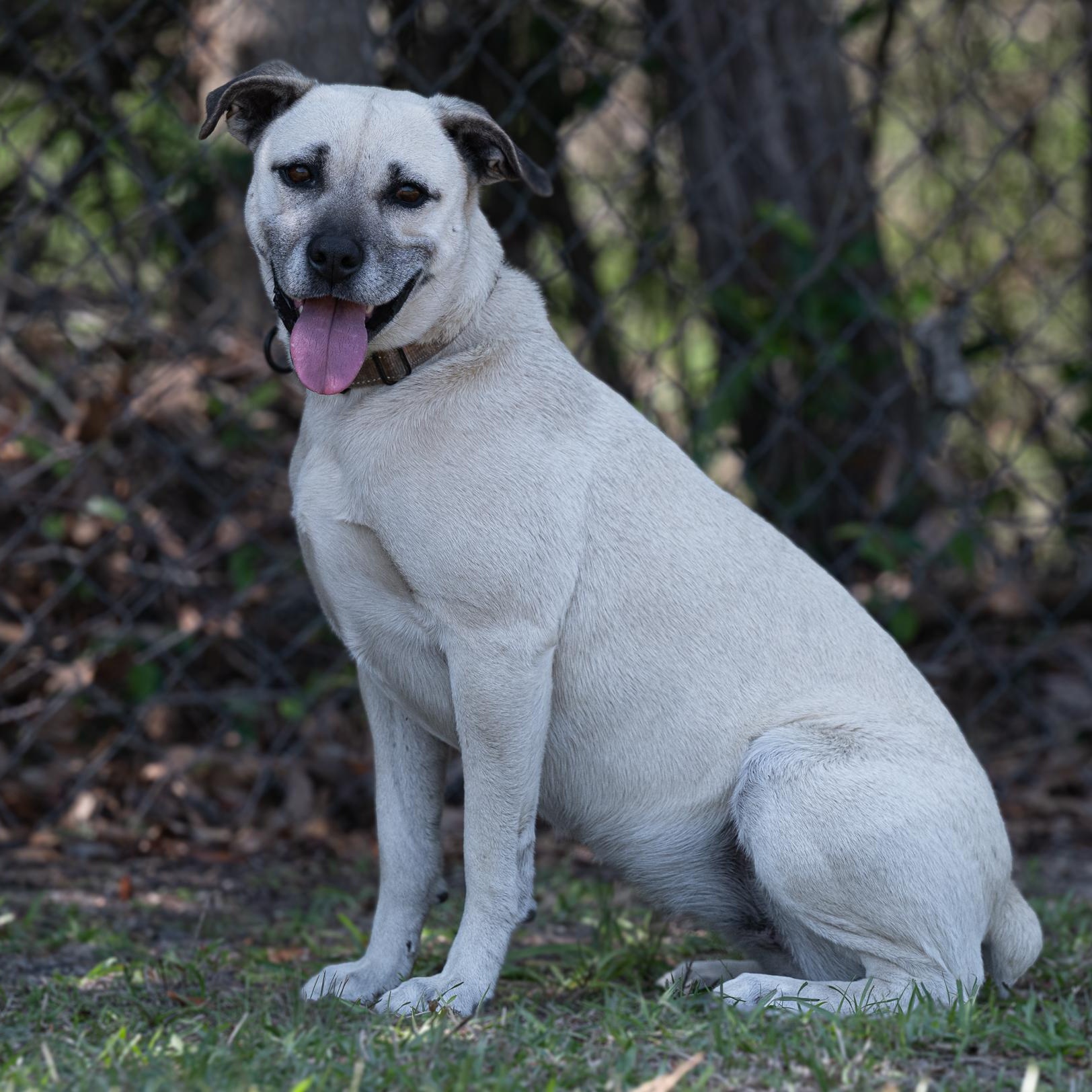 Enlarge Topanga (Available in Florida), a Adoptable mixed breed in BONIFAY, FL image 1/6