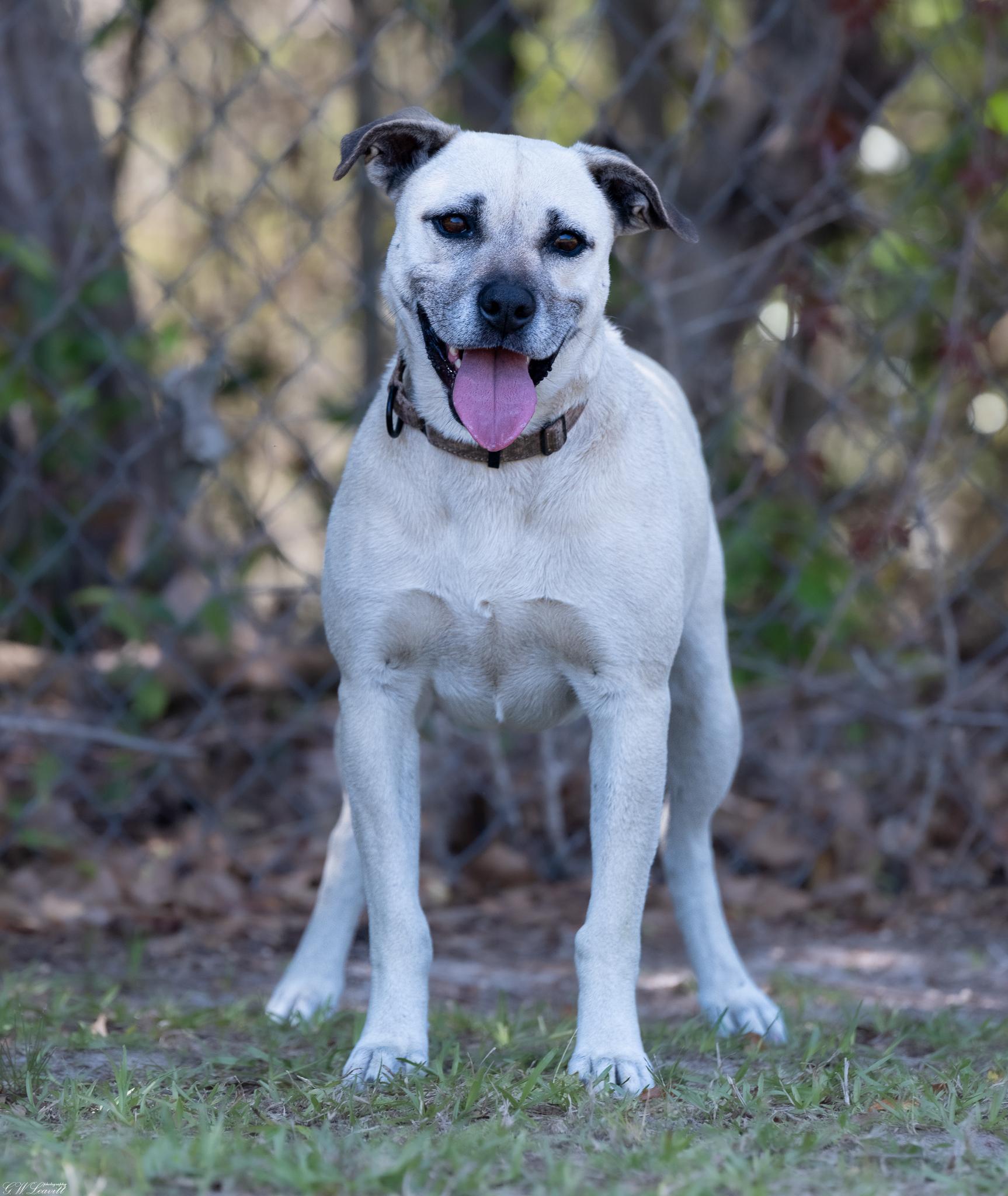 Enlarge Topanga (Available in Florida), a Adoptable mixed breed in BONIFAY, FL image 6/6