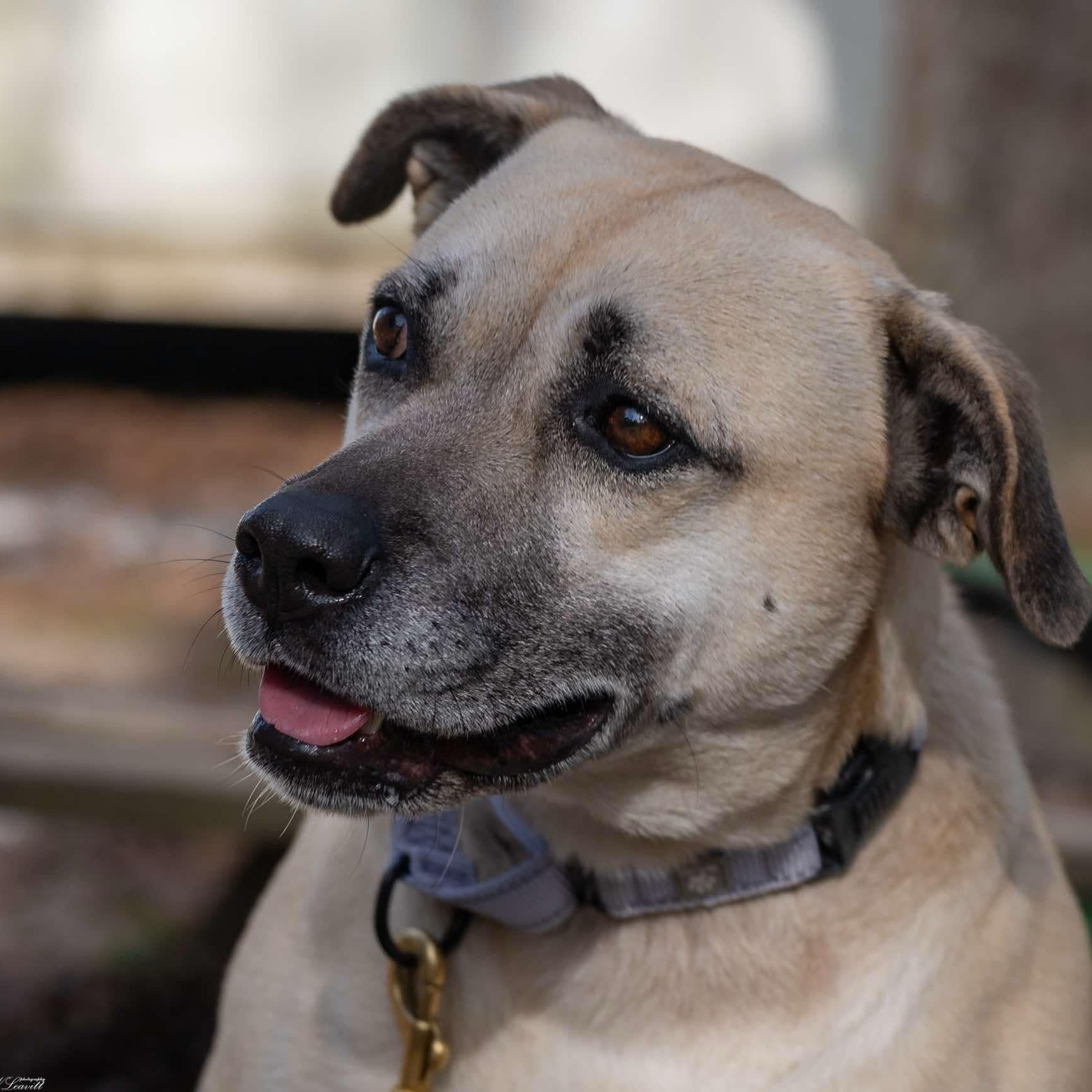 Topanga (Available in Florida), a Adoptable mixed breed in BONIFAY, FL image 3/6