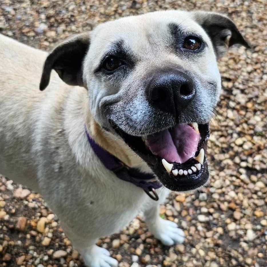 Topanga (Available in Florida), a Adoptable mixed breed in BONIFAY, FL image 1/6